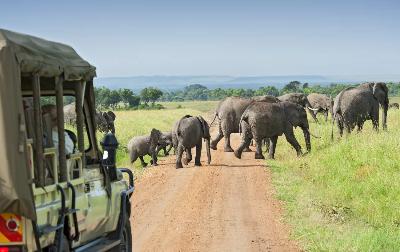 Wildlife Travel Experiences