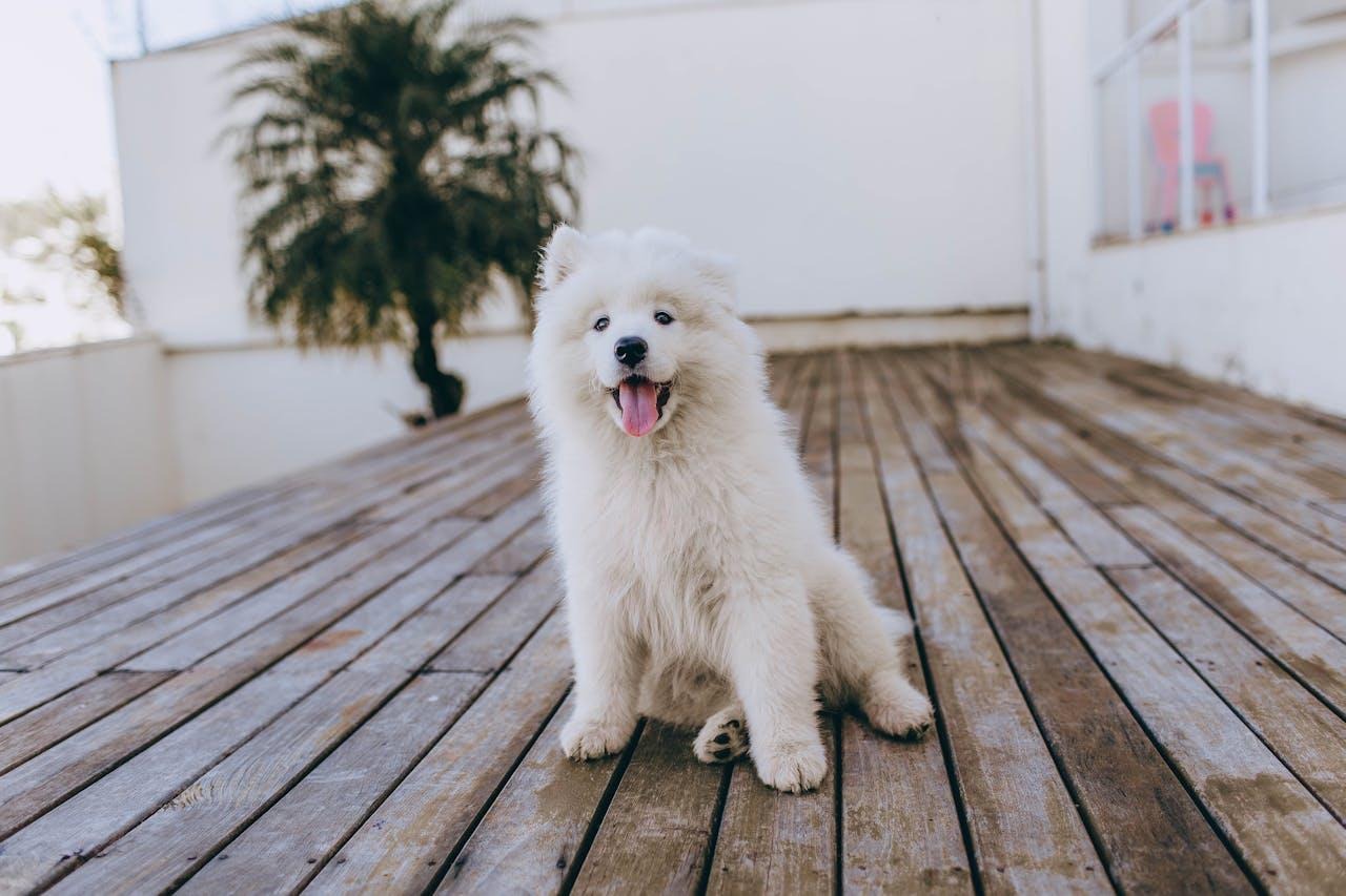 9 Signs Your Pet Is Happy and Healthy